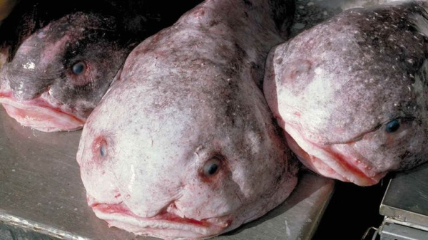 The blobfish: 'World's ugliest animal' named fish of the year in New Zealand
