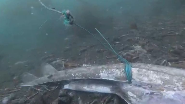 Thousands of dead fish dumped on seabed after getting caught in trawl nets Thousands of dead fish dumped on seabed after getting caught in trawl nets