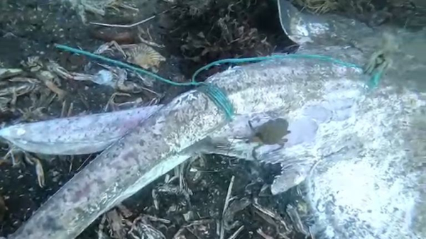 Thousands of dead fish dumped on seabed after getting caught in trawl nets Thousands of dead fish dumped on seabed after getting caught in trawl nets