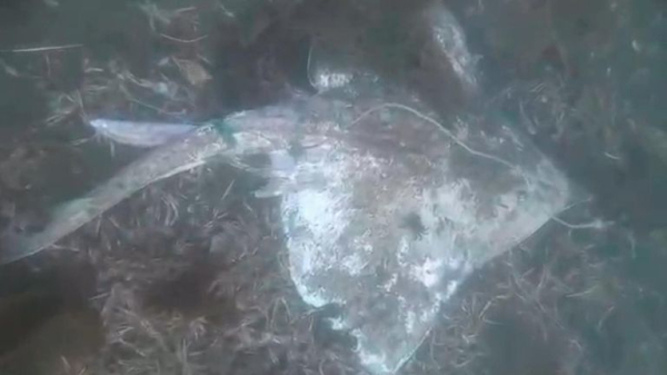 Thousands of dead fish dumped on seabed after getting caught in trawl nets Thousands of dead fish dumped on seabed after getting caught in trawl nets