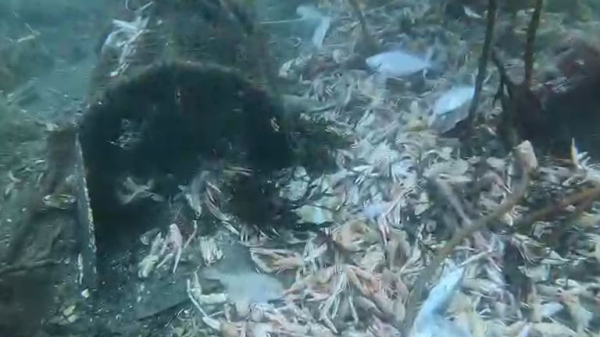 Thousands of dead fish dumped on seabed after getting caught in trawl nets Thousands of dead fish dumped on seabed after getting caught in trawl nets