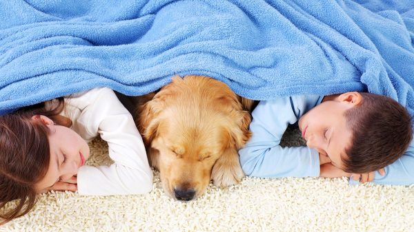 Kids with autism supported by service dogs, as research and families note 'incredible changes'