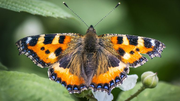 Britons urged to stop mowing lawns to boost butterfly numbers 'in long-term decline' Britons urged to stop mowing lawns to boost butterfly numbers 'in long-term decline'