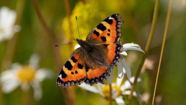 Britons urged to stop mowing lawns to boost butterfly numbers 'in long-term decline' Britons urged to stop mowing lawns to boost butterfly numbers 'in long-term decline'