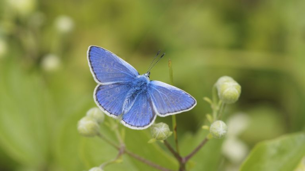 Britons urged to stop mowing lawns to boost butterfly numbers 'in long-term decline' Britons urged to stop mowing lawns to boost butterfly numbers 'in long-term decline'