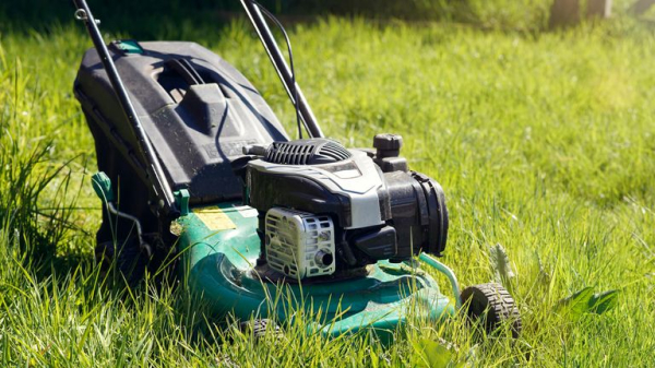 Britons urged to stop mowing lawns to boost butterfly numbers 'in long-term decline' Britons urged to stop mowing lawns to boost butterfly numbers 'in long-term decline'