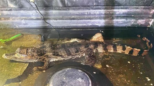 Four-foot-long caiman found and seized by police at property in Essex