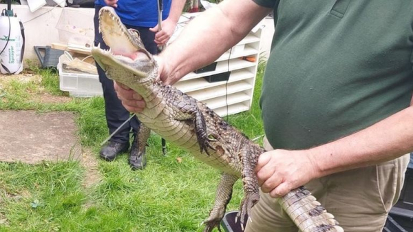 Four-foot-long caiman found and seized by police at property in Essex