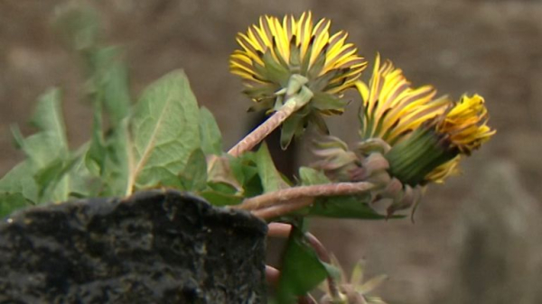 Funeral delays: Bereaved family faces 'stressful' time after eight-week wait