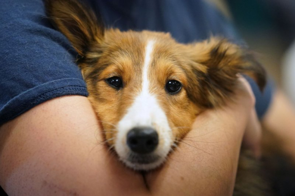 Hyaluronic acid eyedrops may help dogs fight infections more effectively Hyaluronic acid eyedrops may help dogs fight infections more effectively