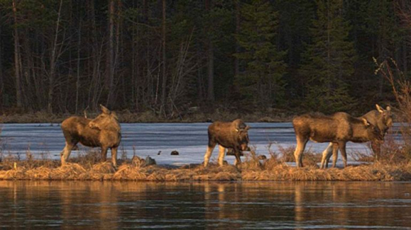Millions tune in to see Sweden's annual moose migration