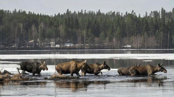 Millions tune in to see Sweden's annual moose migration