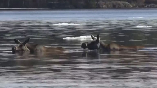 Millions tune in to see Sweden's annual moose migration