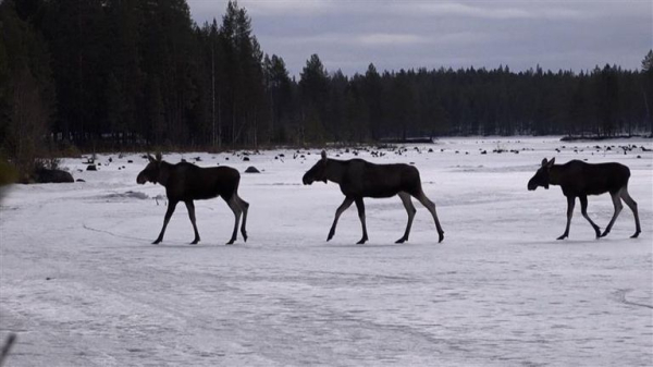 Millions tune in to see Sweden's annual moose migration