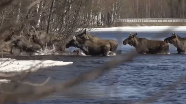Millions tune in to see Sweden's annual moose migration