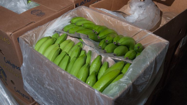 The Godfather-style gang war gripping two major cities - with brutal attacks caught on camera