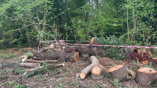 Toby Carvery criticised for felling ancient oak tree - as council reports incident to police Toby Carvery criticised for felling ancient oak tree - as council reports incident to police