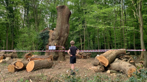 Toby Carvery criticised for felling ancient oak tree - as council reports incident to police Toby Carvery criticised for felling ancient oak tree - as council reports incident to police