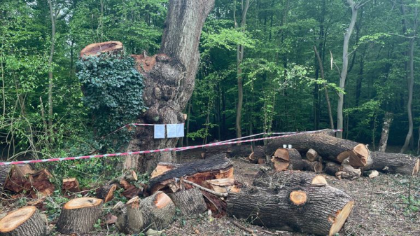 Toby Carvery criticised for felling ancient oak tree - as council reports incident to police Toby Carvery criticised for felling ancient oak tree - as council reports incident to police