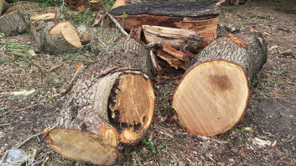 Toby Carvery criticised for felling ancient oak tree - as council reports incident to police Toby Carvery criticised for felling ancient oak tree - as council reports incident to police