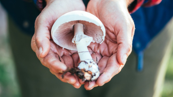 Parkinson's patients who take 'magic mushrooms' see key benefits, study finds Parkinson's patients who take 'magic mushrooms' see key benefits, study finds