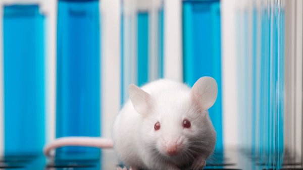 Scientists may have discovered why the pounds come back after losing weight Scientists may have discovered why the pounds come back after losing weight