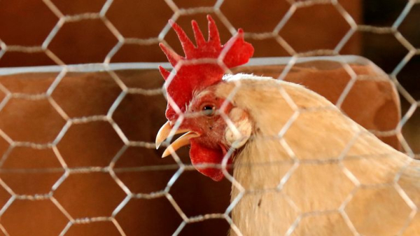 A ban on chlorinated chicken has protected farmers, but it's protected UK consumers too A ban on chlorinated chicken has protected farmers, but it's protected UK consumers too