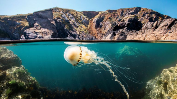 David Attenborough's Ocean film is 'biggest message he's ever told'