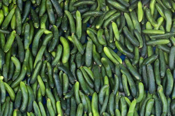 FDA says Florida cucumbers linked to salmonella outbreak in 15 states FDA says Florida cucumbers linked to salmonella outbreak in 15 states