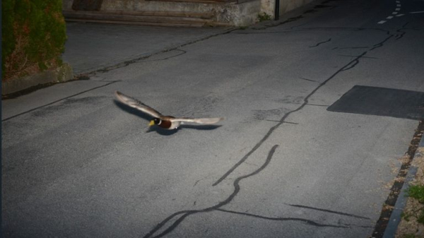Flying duck caught on speed camera could be repeat offender
