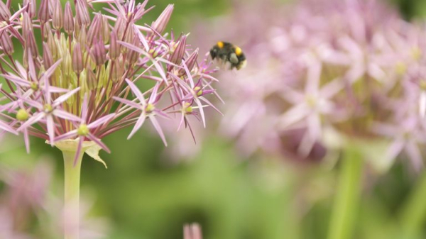 Scientists embark on crucial study to save Britain's bees