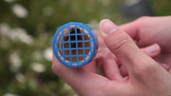 Scientists embark on crucial study to save Britain's bees