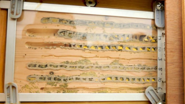 Scientists embark on crucial study to save Britain's bees