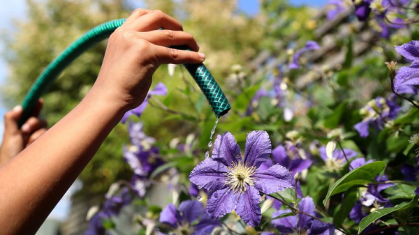 Scots urged to take shorter showers and avoid using hoses after 'driest period in 60 years' Scots urged to take shorter showers and avoid using hoses after 'driest period in 60 years'