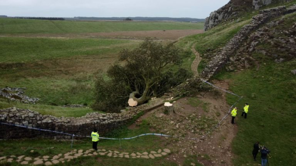 Two men found guilty of cutting down famous Sycamore Gap tree