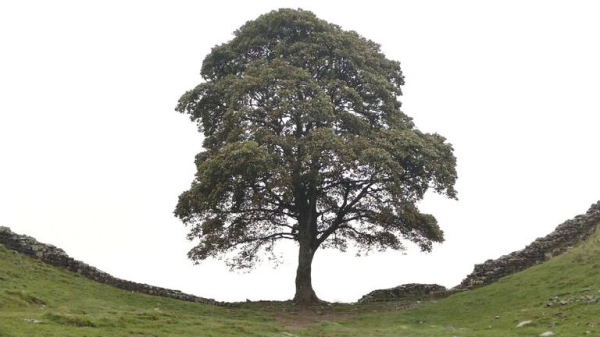 Two men found guilty of cutting down famous Sycamore Gap tree