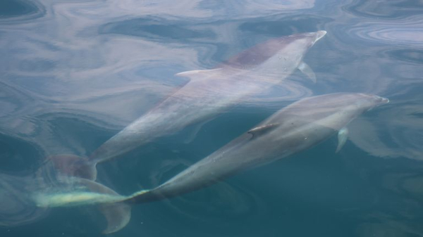 What do dolphins get up to beneath the waves? Their poo has the answers What do dolphins get up to beneath the waves? Their poo has the answers