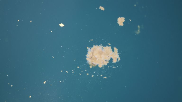 What do dolphins get up to beneath the waves? Their poo has the answers What do dolphins get up to beneath the waves? Their poo has the answers