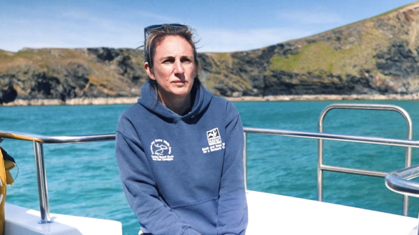 What do dolphins get up to beneath the waves? Their poo has the answers What do dolphins get up to beneath the waves? Their poo has the answers