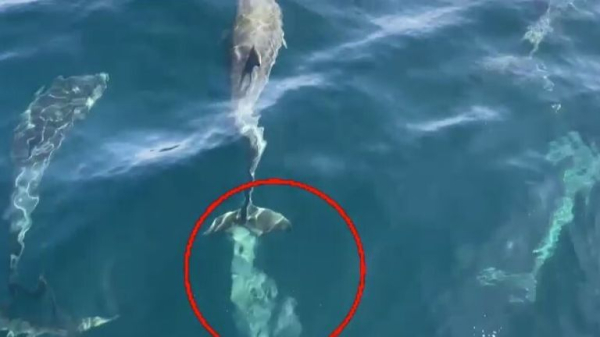 What do dolphins get up to beneath the waves? Their poo has the answers What do dolphins get up to beneath the waves? Their poo has the answers