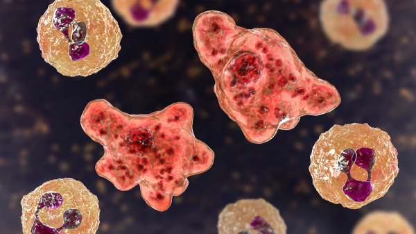 Woman dies of brain-eating amoeba after using tap water in nasal rinse device