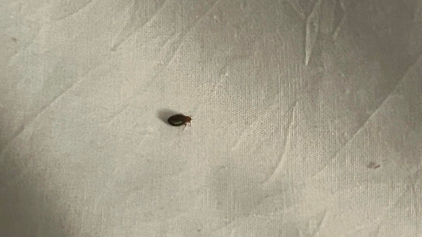 Bedbug 'massacre' at Las Vegas hotels leads to multiple lawsuits from guests with 'injuries'