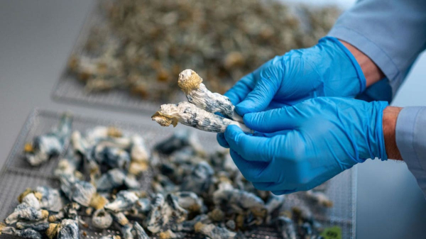 Single dose of 'magic mushrooms' provides 5 years of depression relief, researchers find Single dose of 'magic mushrooms' provides 5 years of depression relief, researchers find