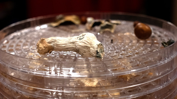 Single dose of 'magic mushrooms' provides 5 years of depression relief, researchers find Single dose of 'magic mushrooms' provides 5 years of depression relief, researchers find