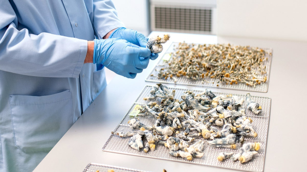 Single dose of 'magic mushrooms' provides 5 years of depression relief, researchers find Single dose of 'magic mushrooms' provides 5 years of depression relief, researchers find