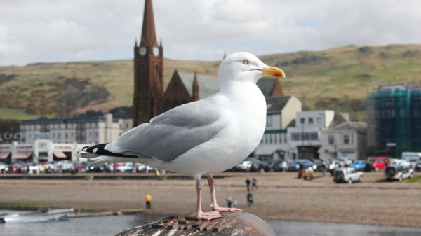 Calls for Scotland-wide seagull summit amid warnings someone could be killed Calls for Scotland-wide seagull summit amid warnings someone could be killed