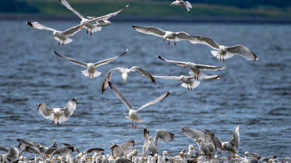 Calls for Scotland-wide seagull summit amid warnings someone could be killed Calls for Scotland-wide seagull summit amid warnings someone could be killed
