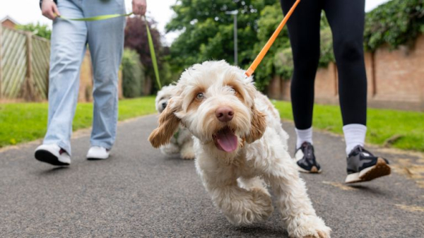 Injured dog walkers could be costing NHS £23m a year Injured dog walkers could be costing NHS £23m a year