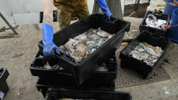 Octopus boom along England's southwest coast down to 'perfect storm' Octopus boom along England's southwest coast down to 'perfect storm'