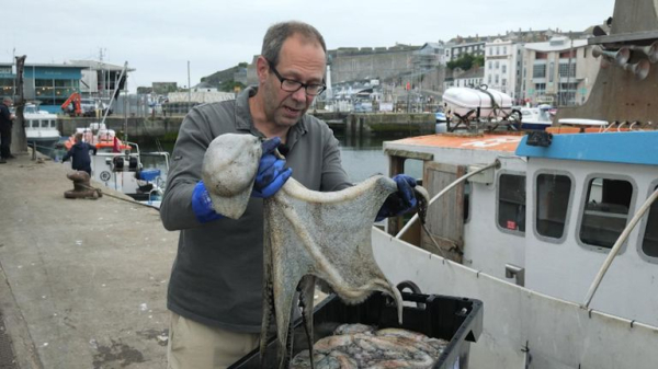 Octopus boom along England's southwest coast down to 'perfect storm' Octopus boom along England's southwest coast down to 'perfect storm'